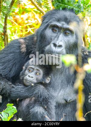 Famille des gorilles de montagne - bébé avec mère dans la forêt, Ouganda, Afrique. Banque D'Images