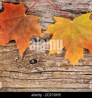 Automne feuilles d'érable sur fond de bois Banque D'Images