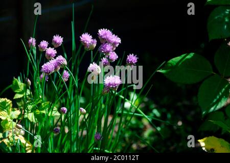 La ciboulette en fleur Banque D'Images