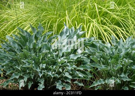 Hosta Bleu Argent Banque D'Images