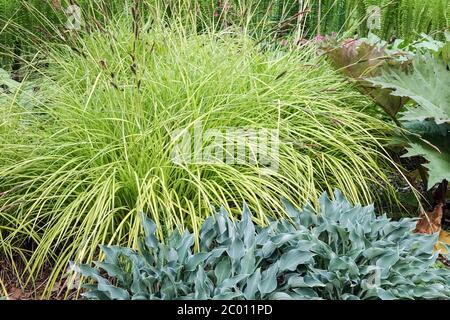 Bols Golden Sedge Carex elata 'Aurea' plantain Lily Hosta 'Blue Silver' herbes ornementales herbes de jardin herbes mai scène plantes feuillage printemps Sedge Banque D'Images