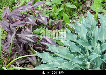 Persicaria microcephala 'Red Dragon' Banque D'Images