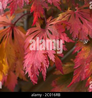 couleurs d’automne Banque D'Images