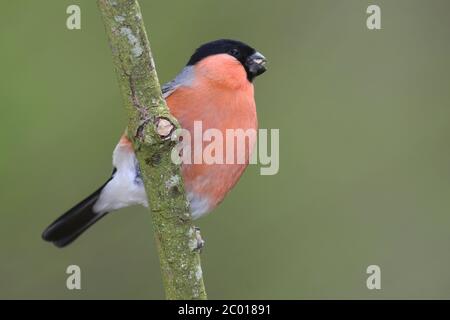Bouvreuil pivoine Banque D'Images