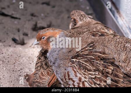 Deux cailles communes, Coturnix coturnix, oiseaux dans l'habitat naturel. Caille assise dans le sable Banque D'Images
