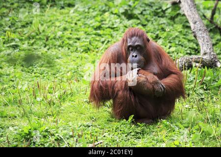 Orang-outan femelle Banque D'Images