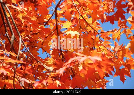 Un érable à sucre montrant ses magnifiques feuilles de couleur pendant l'automne à Mount Vernon, Virginie, États-Unis. Banque D'Images