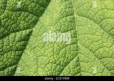 Vue rapprochée d'une feuille de rhubarbe brésilienne en Pologne Banque D'Images