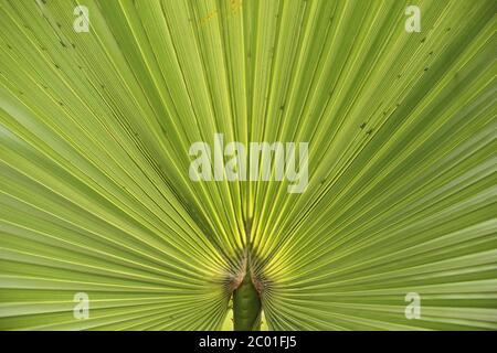 Vue rapprochée d'une paume de ventilateur de Vanuatu tandis que le soleil brille à travers les feuilles vertes brillantes en Pologne. Banque D'Images