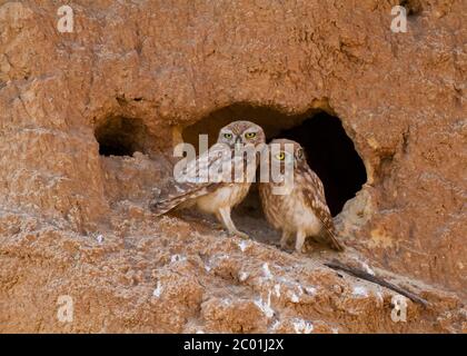 La chouette chevêche (Athene noctua) Banque D'Images