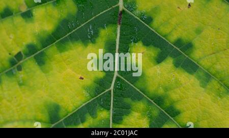 Feuilles de teck à texture claire, adaptées pour une utilisation comme image d'arrière-plan. Texture de teck, c'est une plante tropicale qui peut vivre dans le condit minimal d'eau Banque D'Images