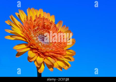 Fleur de Gerbera orange sur fond de ciel Banque D'Images