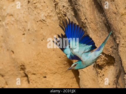 Coracias garrulus European (rouleau) Banque D'Images