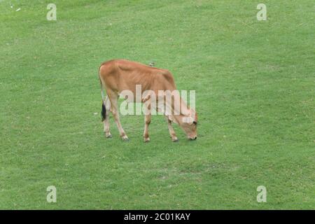 Les bovins, ou vaches (femelles) et taureaux (mâles), sont le type le plus commun de grands ongulés domestiques. Banque D'Images