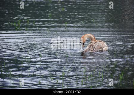 Le canard est le nom commun de nombreuses espèces de la famille des Anatidae, qui comprend également des cygnes et des oies. Banque D'Images