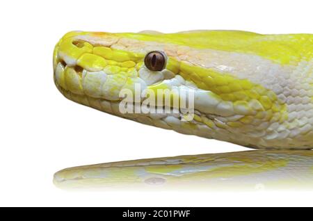 Serpent python albino de tête isolé sur blanc Banque D'Images