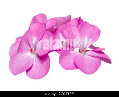 Fleurs de géranium rose ( Palargonium x hortorum ) isolées sur blanc Banque D'Images