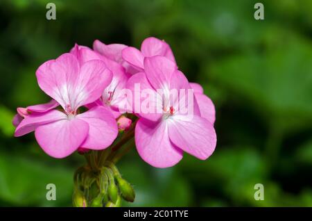 Fleurs rose Banque D'Images