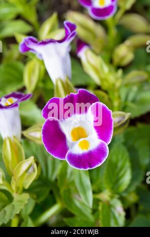 Fleur de triangle ( Torenia Fournieri Lindl ) Banque D'Images