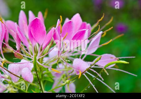 Gros plan sur des fleurs de Cleome rose remplies de gouttes de rosée Banque D'Images