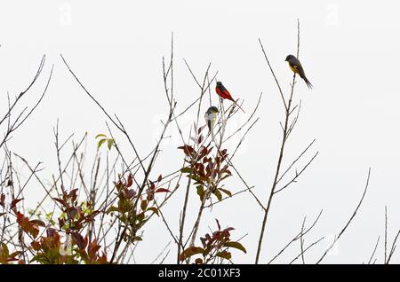 Les oiseaux de Minivet écarlate, les mâles sont rouges, les femelles et les poussins sont jaunes Banque D'Images