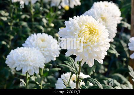 Fleurs de Chrysanthemum morifolium blanc dans le jardin Banque D'Images