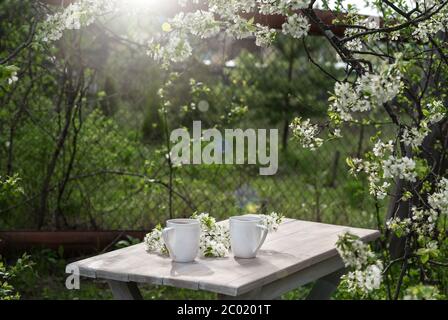 Deux belles tasses en porcelaine avec fleurs de cerisier blanc sur une table en bois dans le jardin de printemps en lumière du soleil. Vue de dessus. Banque D'Images