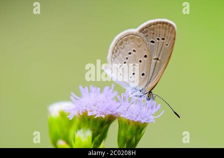 Gros plan petit papillon brun ( minuscule bleu herbe ) Banque D'Images