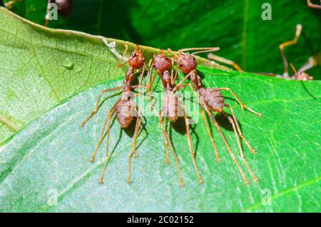 Tisseurs ou Ants verts (Oecophylla smaragdina) Banque D'Images