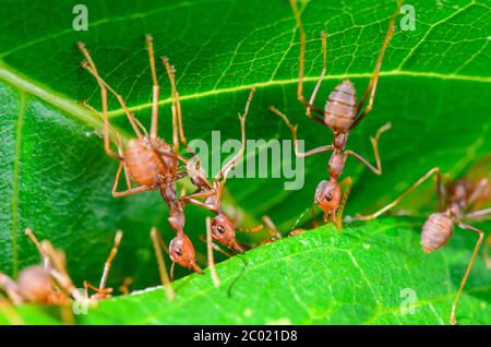 Tisseurs ou Ants verts (Oecophylla smaragdina) Banque D'Images