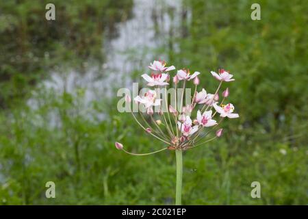 Schwanenblume, Wasserliesch, Blumenbinse, Doldige Schwanenblume, Wasserviole, Butomus umbellatus, ruée vers la floraison, ruée vers l'herbe, le Jonc fleuri, le Butom Banque D'Images