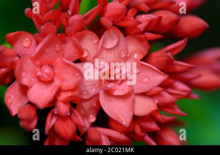 Gros plan de la fleur rouge du jasmin de l'Ouest indien ( Ixora chinensis Lamk ) Banque D'Images