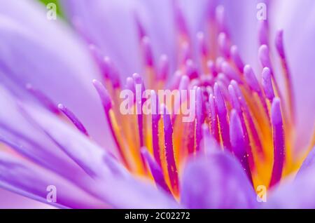 Macro pollen de lotus violet ( Nymphaea Nouchali ) Banque D'Images