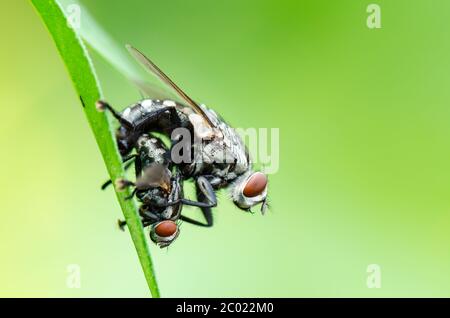 Accouplement de mouche de chair Banque D'Images