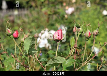 Boutons roses poussant dans un jardin dans le Kent, en Angleterre Banque D'Images