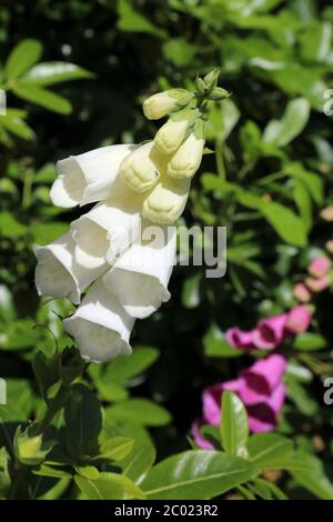 Foxgloves dans le jardin à East Brabourne, Ashford, Kent, Angleterre, Royaume-Uni Banque D'Images