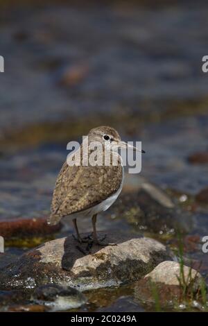 Sandpiper commun, Actitis hypoleucos, adulte unique debout sur la roche au bord du loch. Lochindorb, Écosse, Royaume-Uni. Banque D'Images