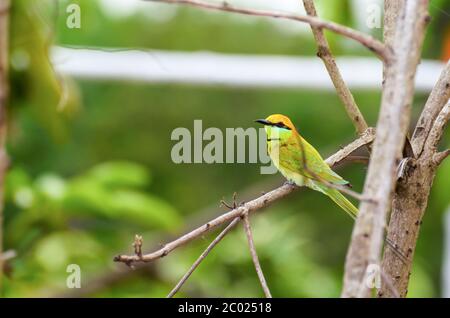 Oiseau de l'Écouteur d'abeille verte Banque D'Images