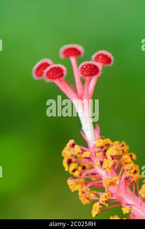 Carpel rouge des fleurs d'hibiscus Banque D'Images