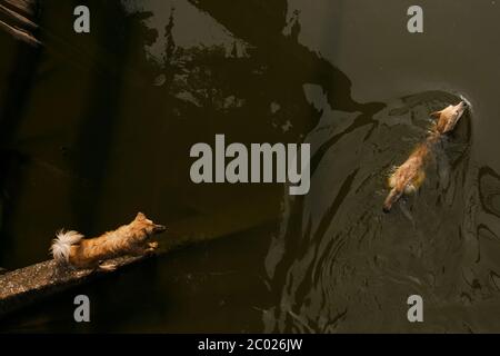 Vue de dessus des chiens nageant dans la rivière, chien joueur dans l'eau Banque D'Images