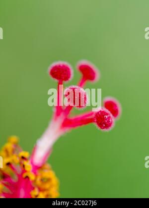 Carpel rouge des fleurs d'hibiscus Banque D'Images