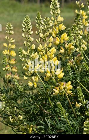 Huppée d'arbre (Lupinus arboreus) petit arbuste de jardin ornemental en fleur le jour de printemps fin, Berkshire, mai Banque D'Images