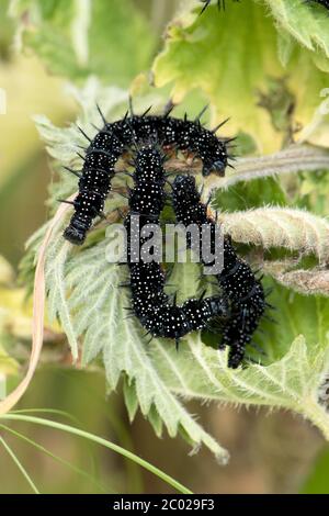 Paon papillon (Aglais io) chenilles se nourrissant sur des feuilles d'ortie (Urtica dioica), Berkshire, juin Banque D'Images