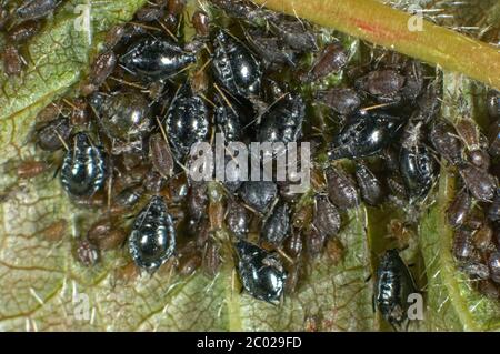 Infestation de phères de cerisier noir ou de mouche noire de cerisier (Myzus cerasi) par la feuille de cerisier sauvage, Berkshire, mai Banque D'Images