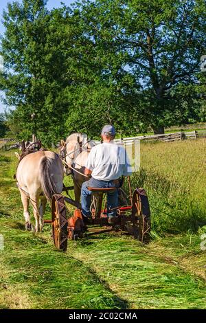 Faire du foin avec des chevaux comme les vieux jours Banque D'Images