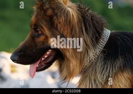 Photo d'un chien de berger allemand Banque D'Images