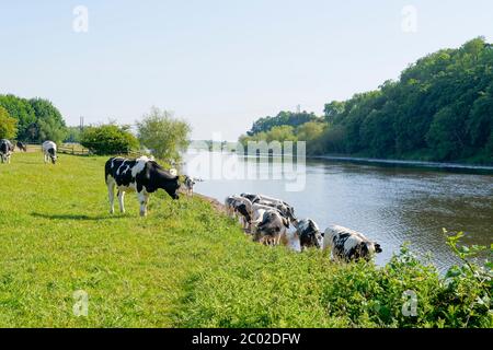 Près d'un troupeau de vaches Holstein-Frise dans un pré paître et boire de la rivière Trent à Gunthorpe, dans le Notinghamshire Banque D'Images