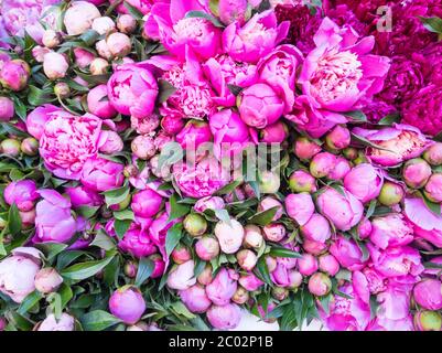 Arrière-plan floral flou. Beaucoup de belles pivoines fraîches de couleurs rose et blanc. Banque D'Images