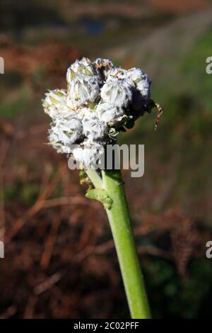 Inflorescence du chardon d'oie sans tige (Sonchus acaulis) Banque D'Images