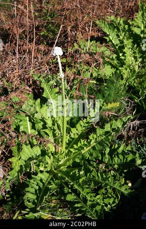 Inflorescence du chardon d'oie sans tige (Sonchus acaulis) Banque D'Images